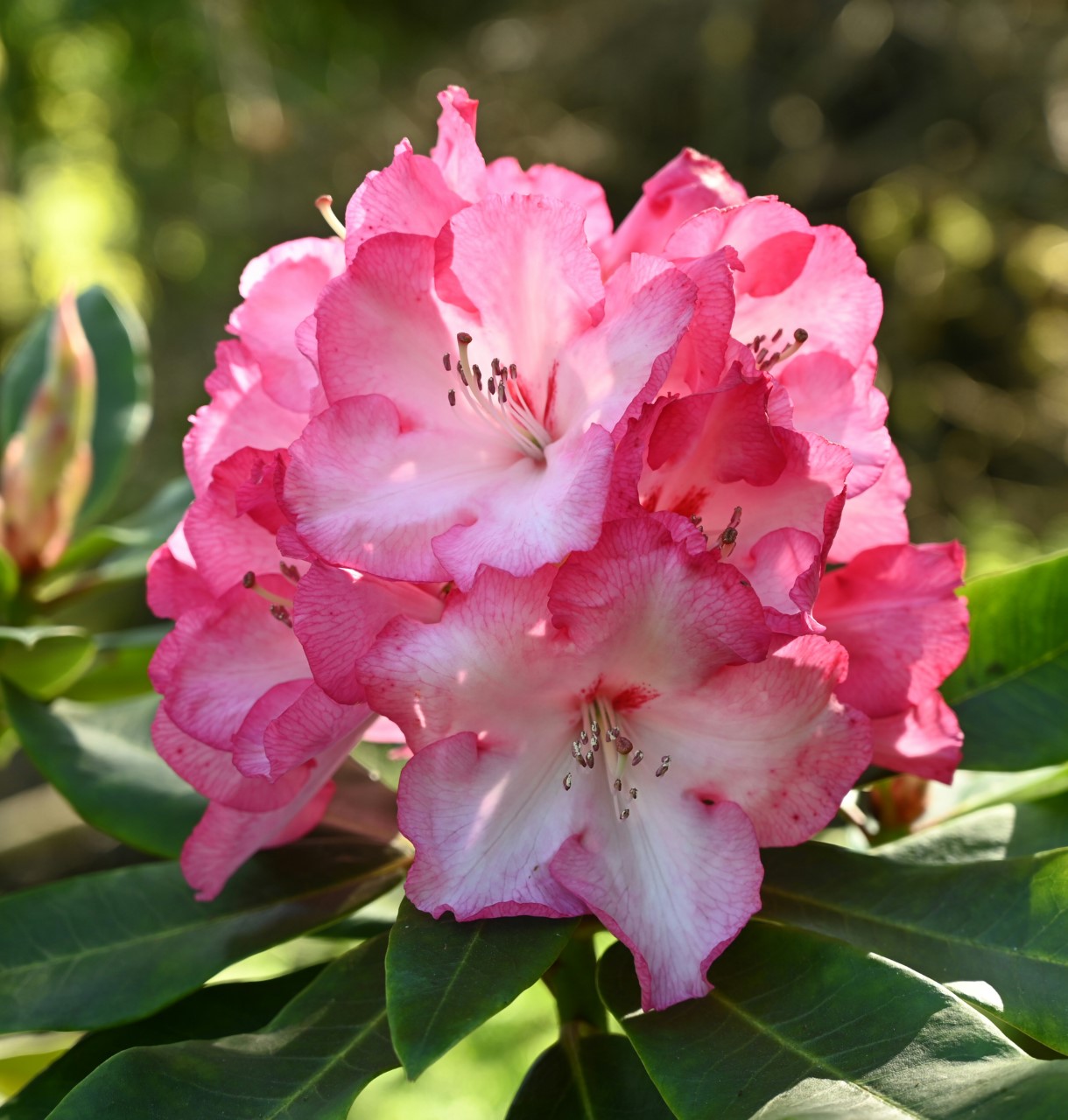 'Point Defiance'